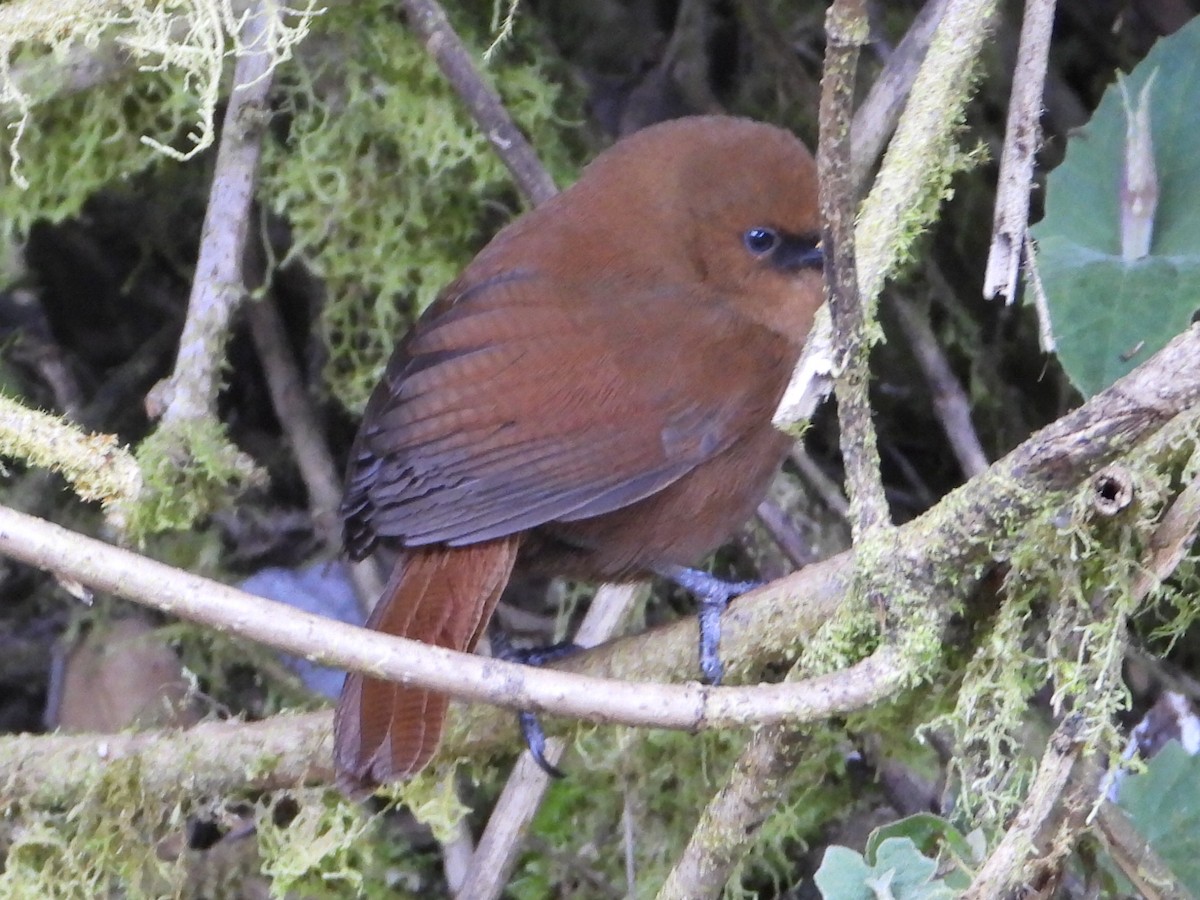 Rufous Wren - ML646546622