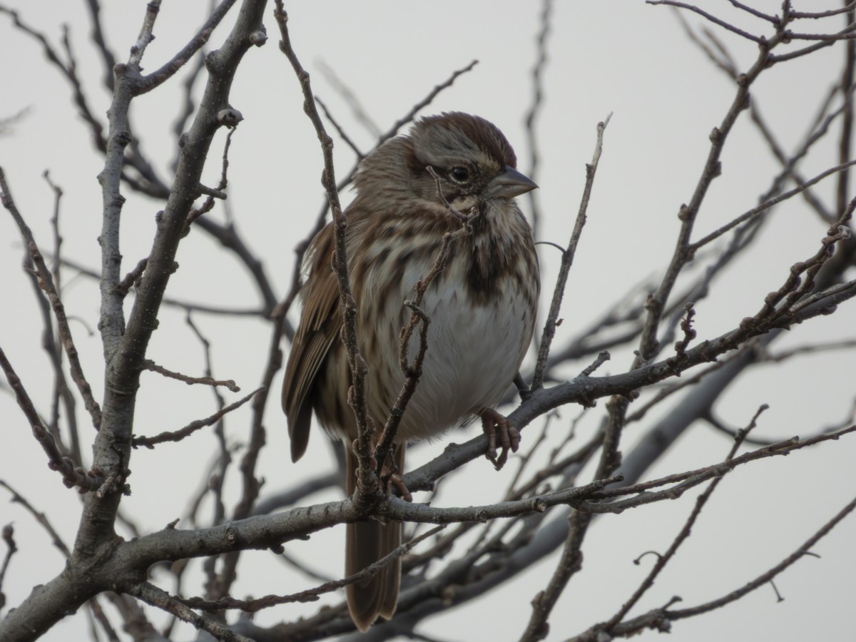 Song Sparrow - ML646546626