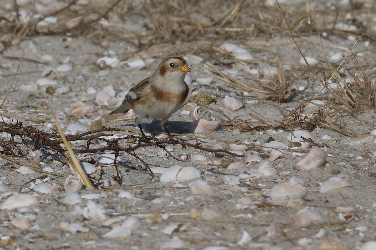 sněhule severní - ML646546627