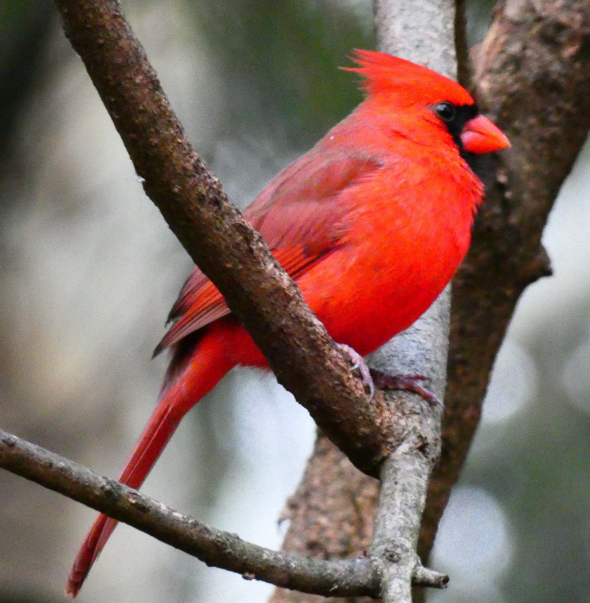 Northern Cardinal - ML646546630