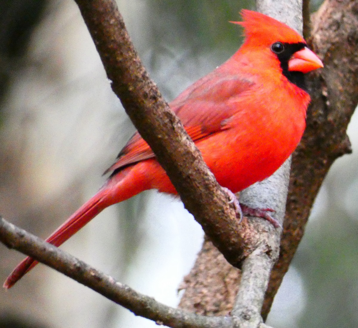 Northern Cardinal - ML646546631
