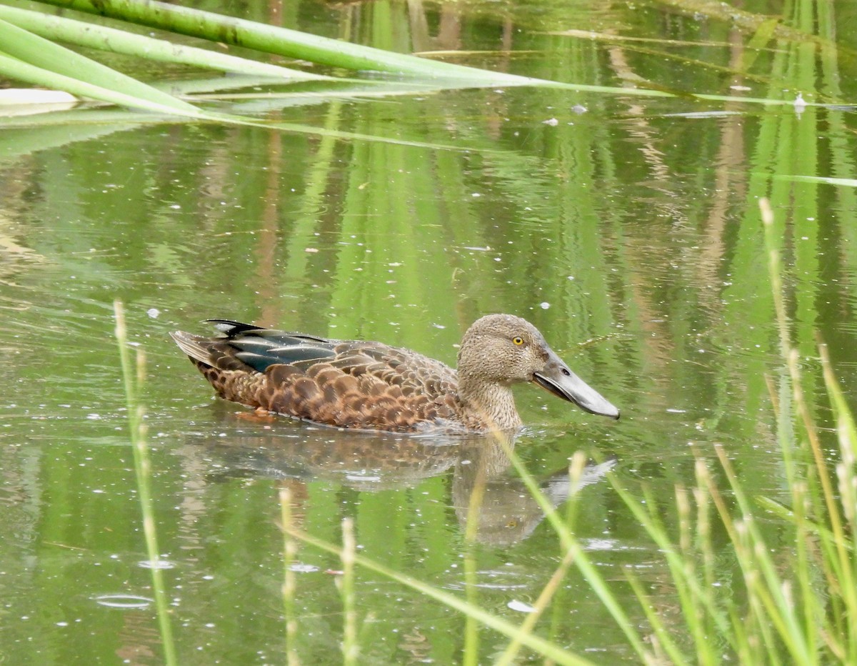Australasian Shoveler - ML646546633