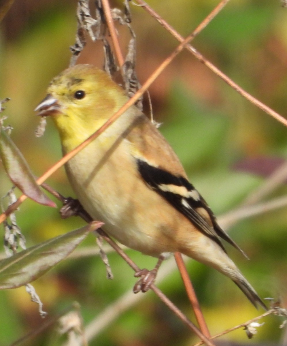 American Goldfinch - ML646546634