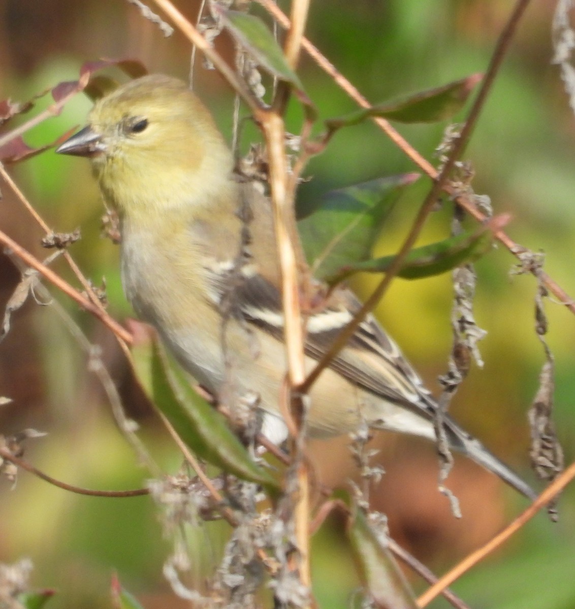 American Goldfinch - ML646546635