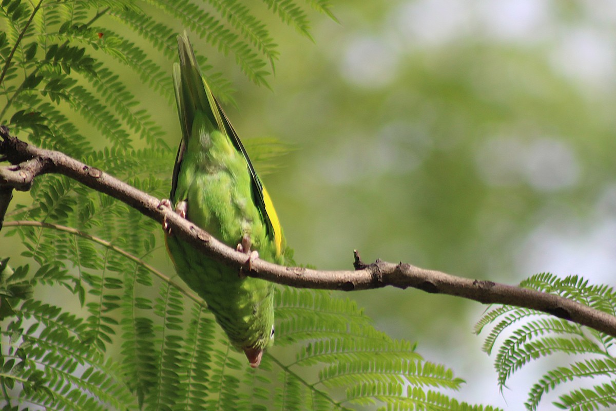Yellow-chevroned Parakeet - ML646546638