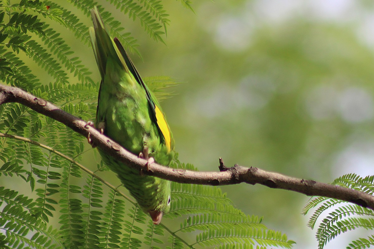 Yellow-chevroned Parakeet - ML646546639