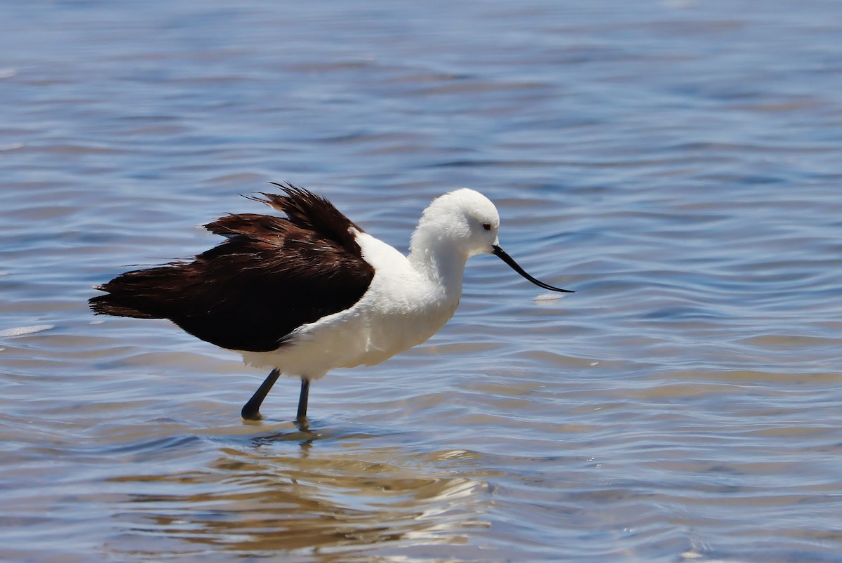 Андская шилоклювка - ML646546640