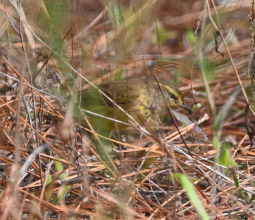 Palm Warbler - ML646546642