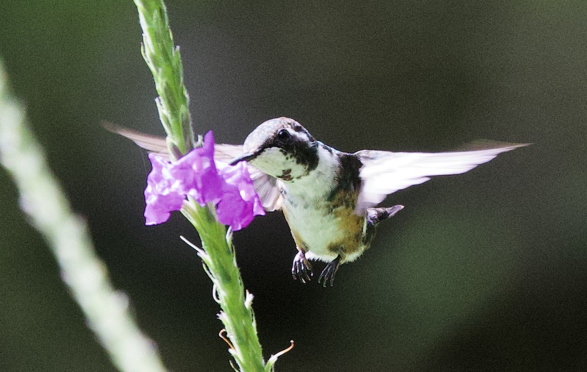 Ak Göbekli Ormanyıldızı - ML646546648