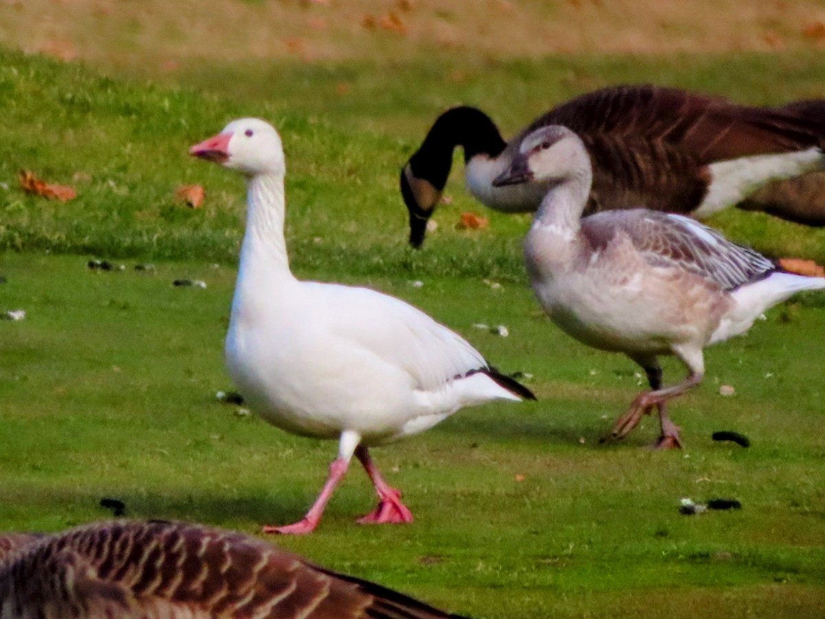 husa sněžní - ML646546649