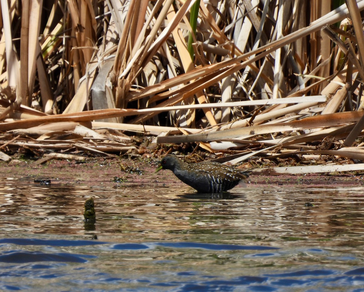 Australian Crake - ML646546650