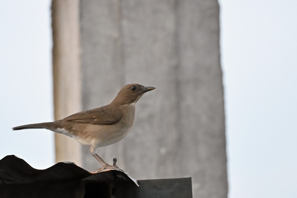 Black-billed Thrush - ML646546658