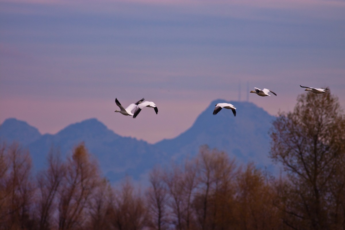 Цасны галуу - ML646546662