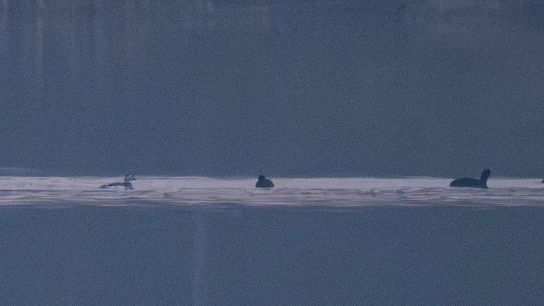 コオリガモ - ML646546664