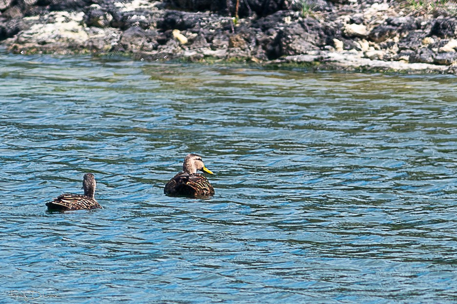 Ahate pikarta - ML646546667