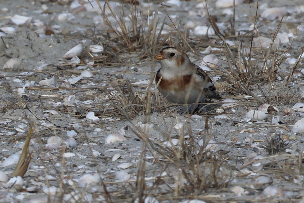 sněhule severní - ML646546668