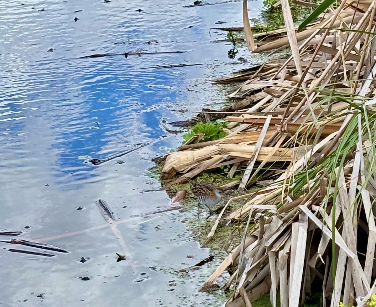 Baillon's Crake - ML646546670