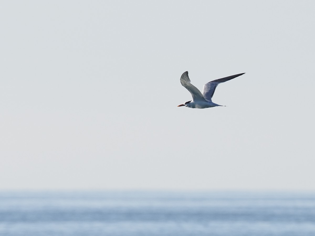 Royal Tern - ML646546673