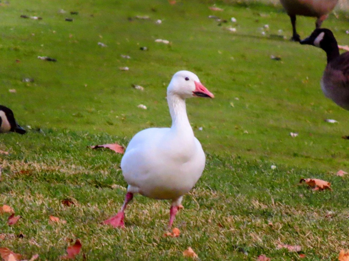 husa sněžní - ML646546674