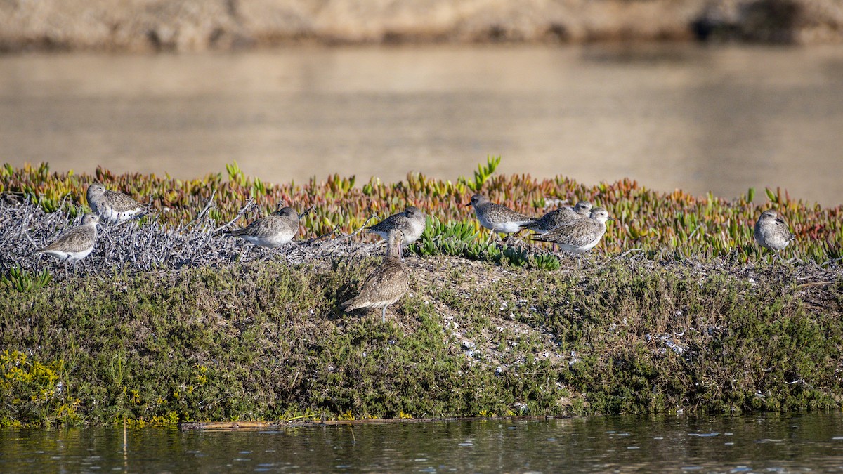 Marbled Godwit - ML646546678