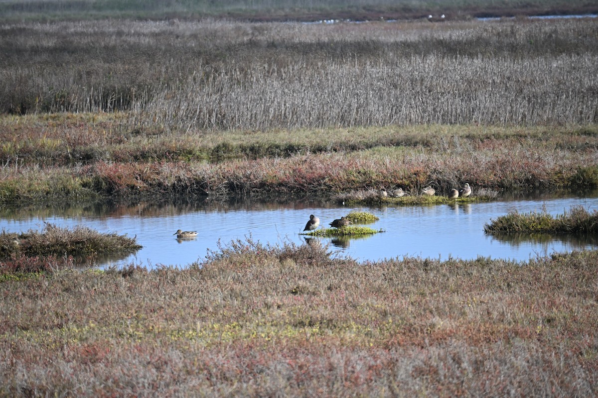 American Wigeon - ML646546680