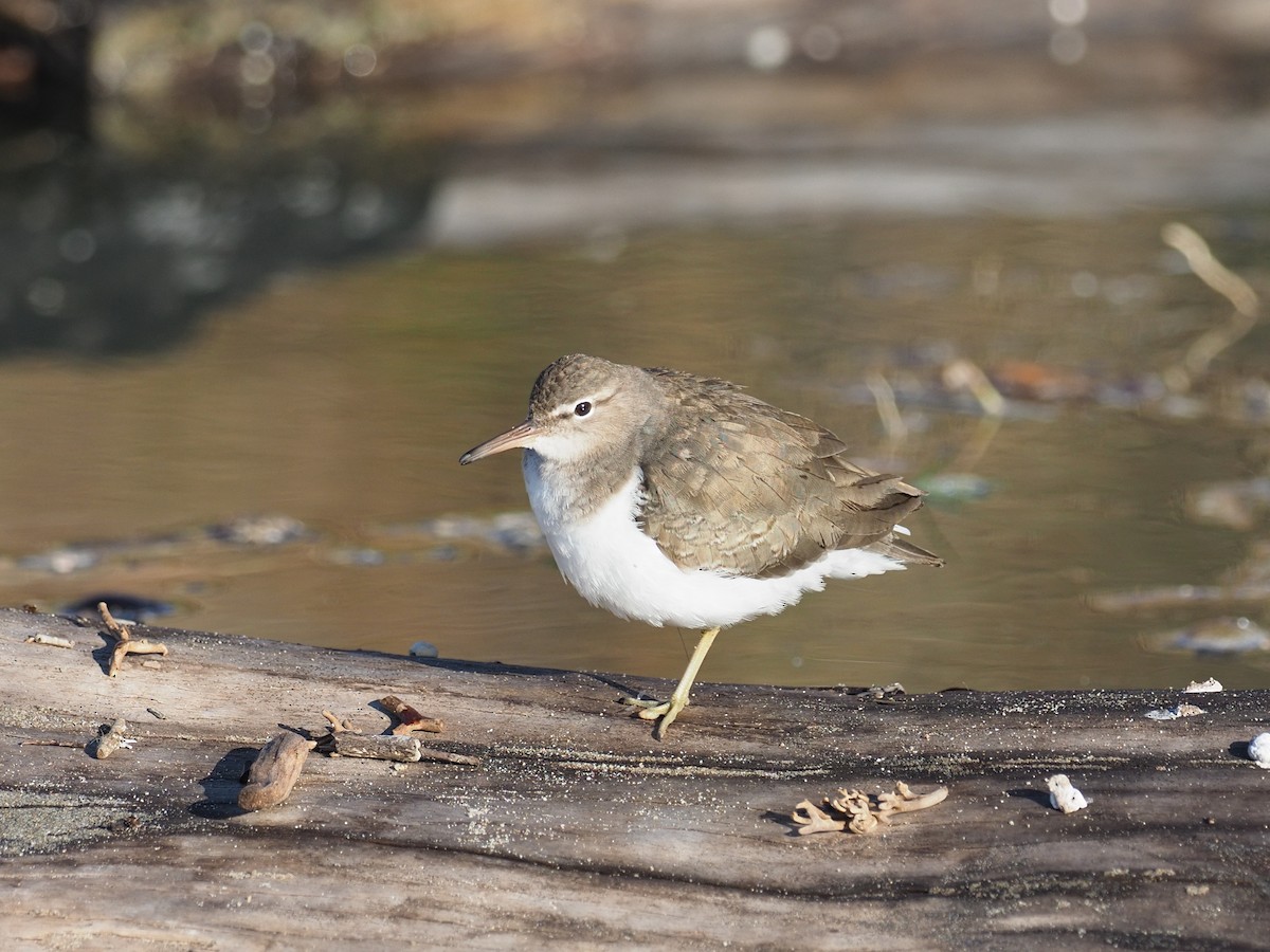 Spotted Sandpiper - ML646546684