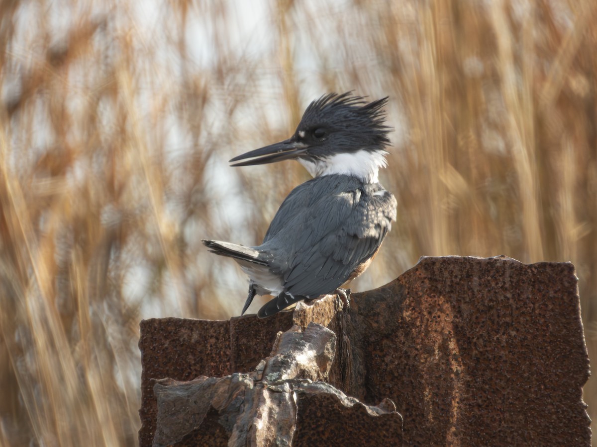 Belted Kingfisher - ML646546685