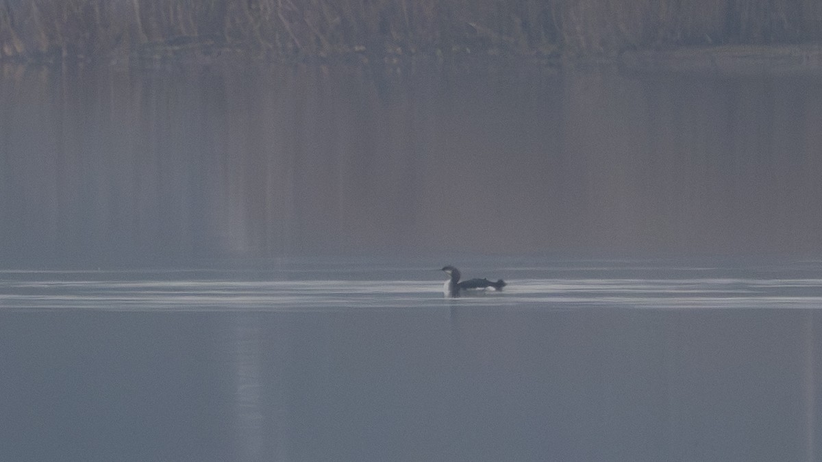 オオハム - ML646546686