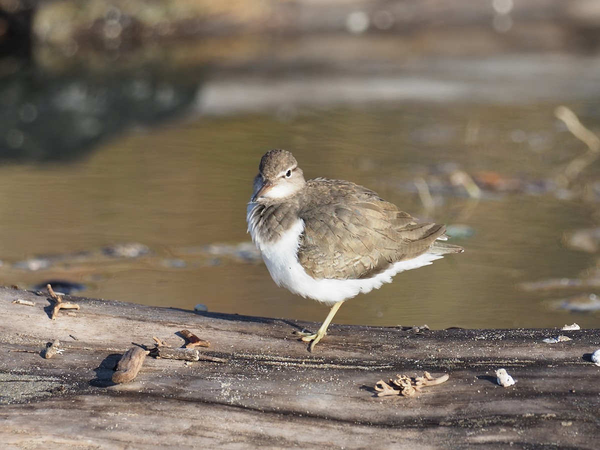 Spotted Sandpiper - ML646546688