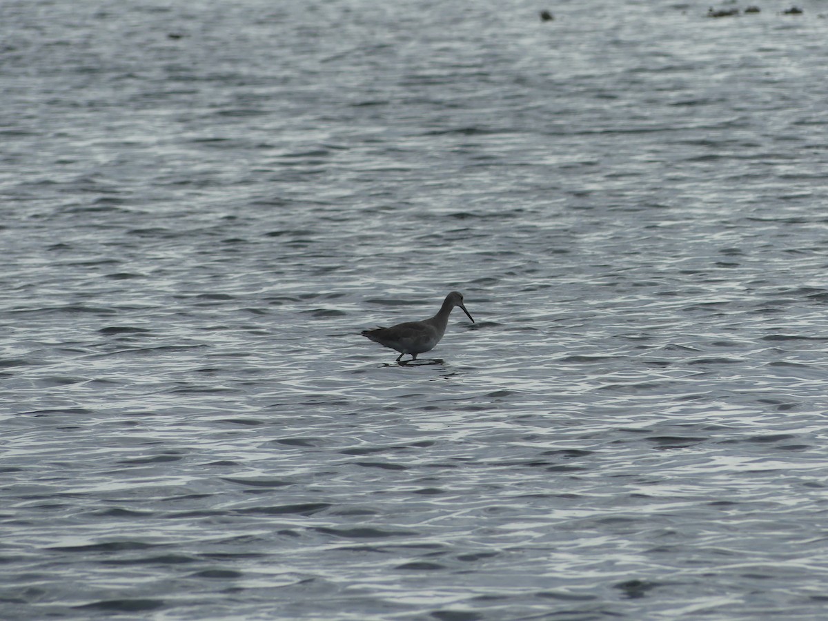 Chevalier semipalmé - ML646546689