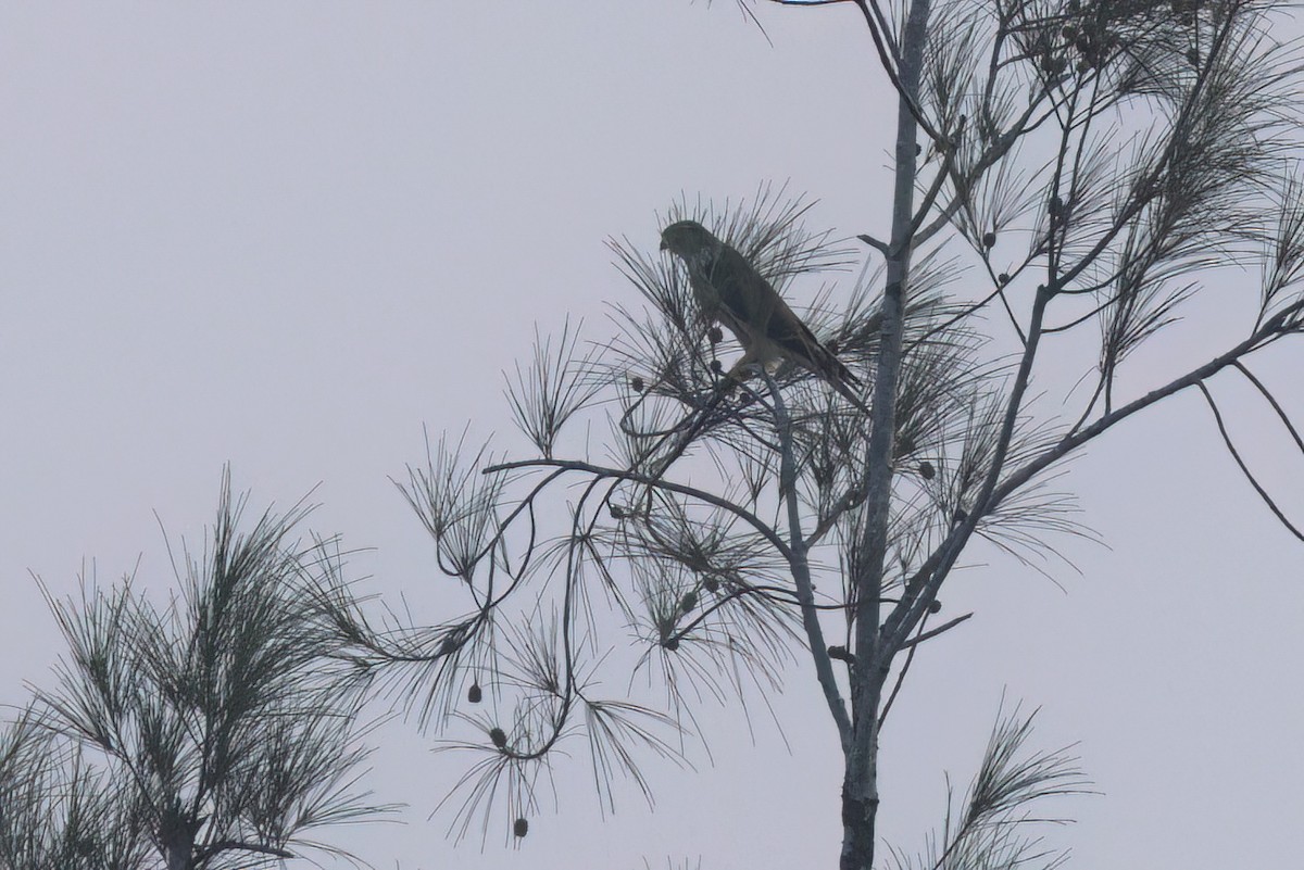 コチョウゲンボウ - ML646546690