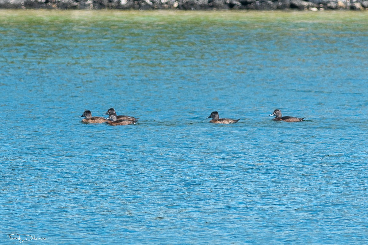 Murgilari lepokoduna - ML646546691