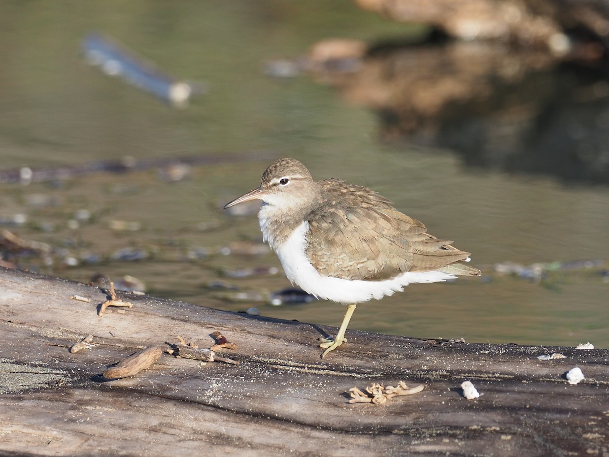 Spotted Sandpiper - ML646546692