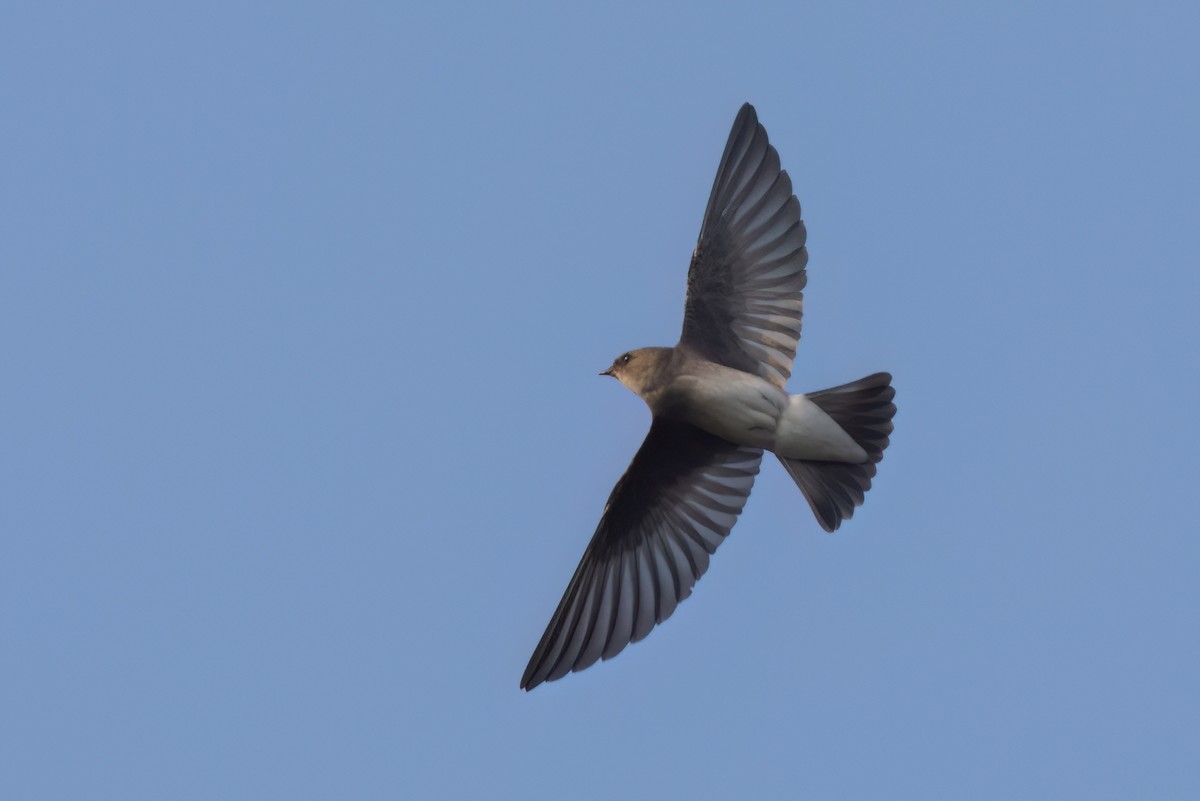 キタオビナシショウドウツバメ - ML646546697