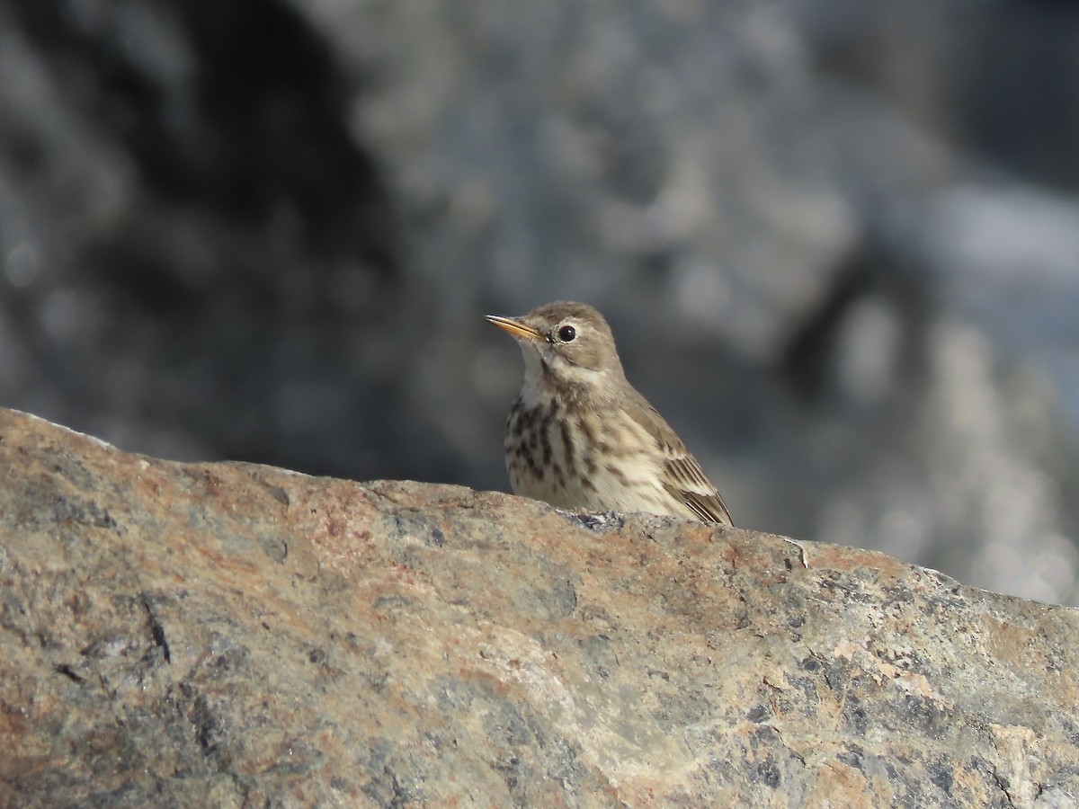 American Pipit - ML646546699