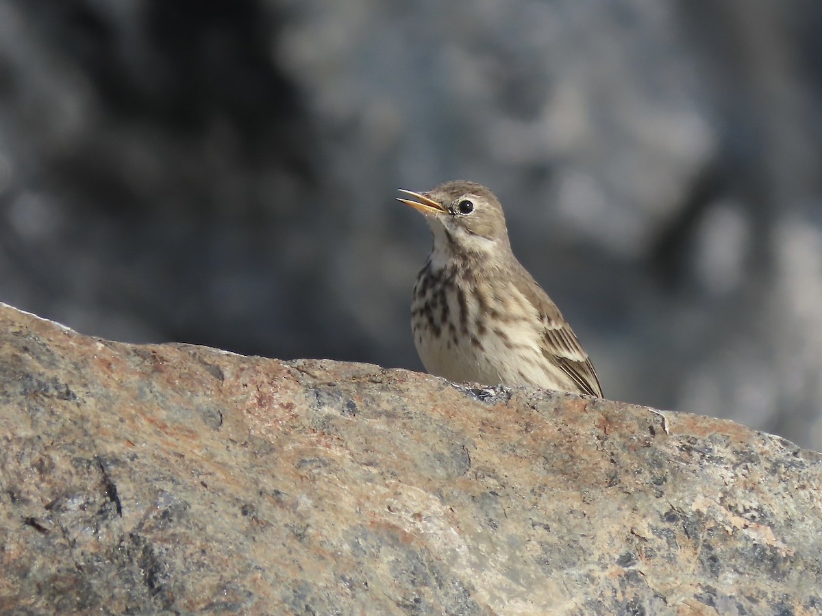 American Pipit - ML646546700
