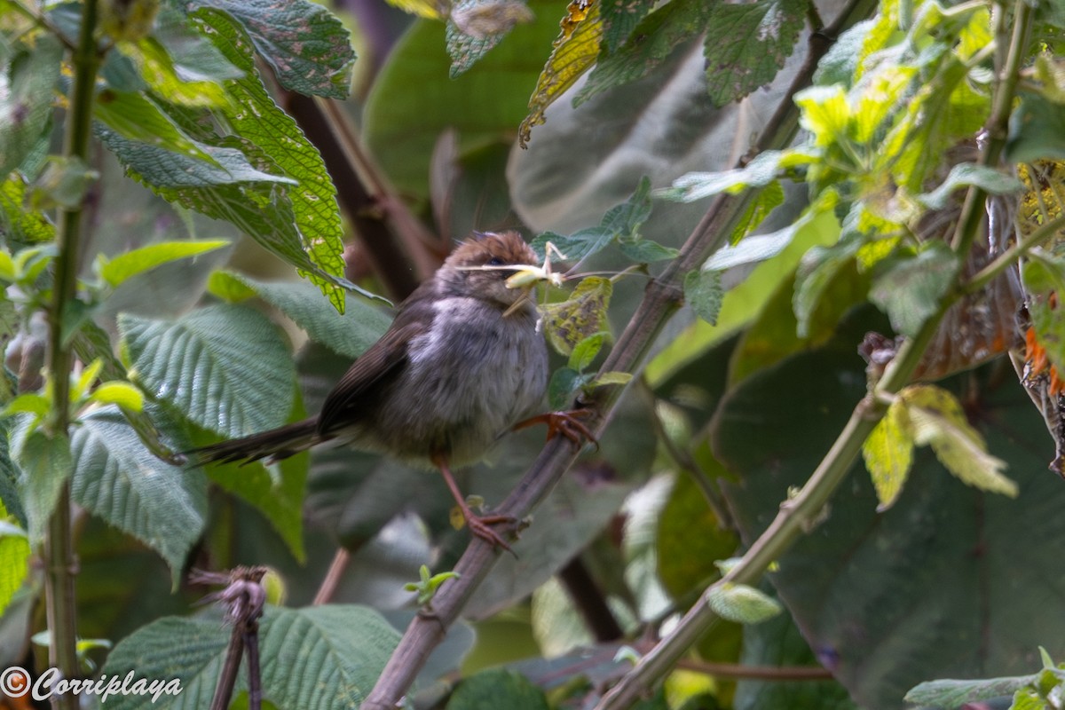 Hunter's Cisticola - ML646546701