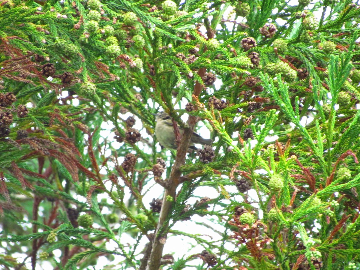 Goldcrest - ML646546702