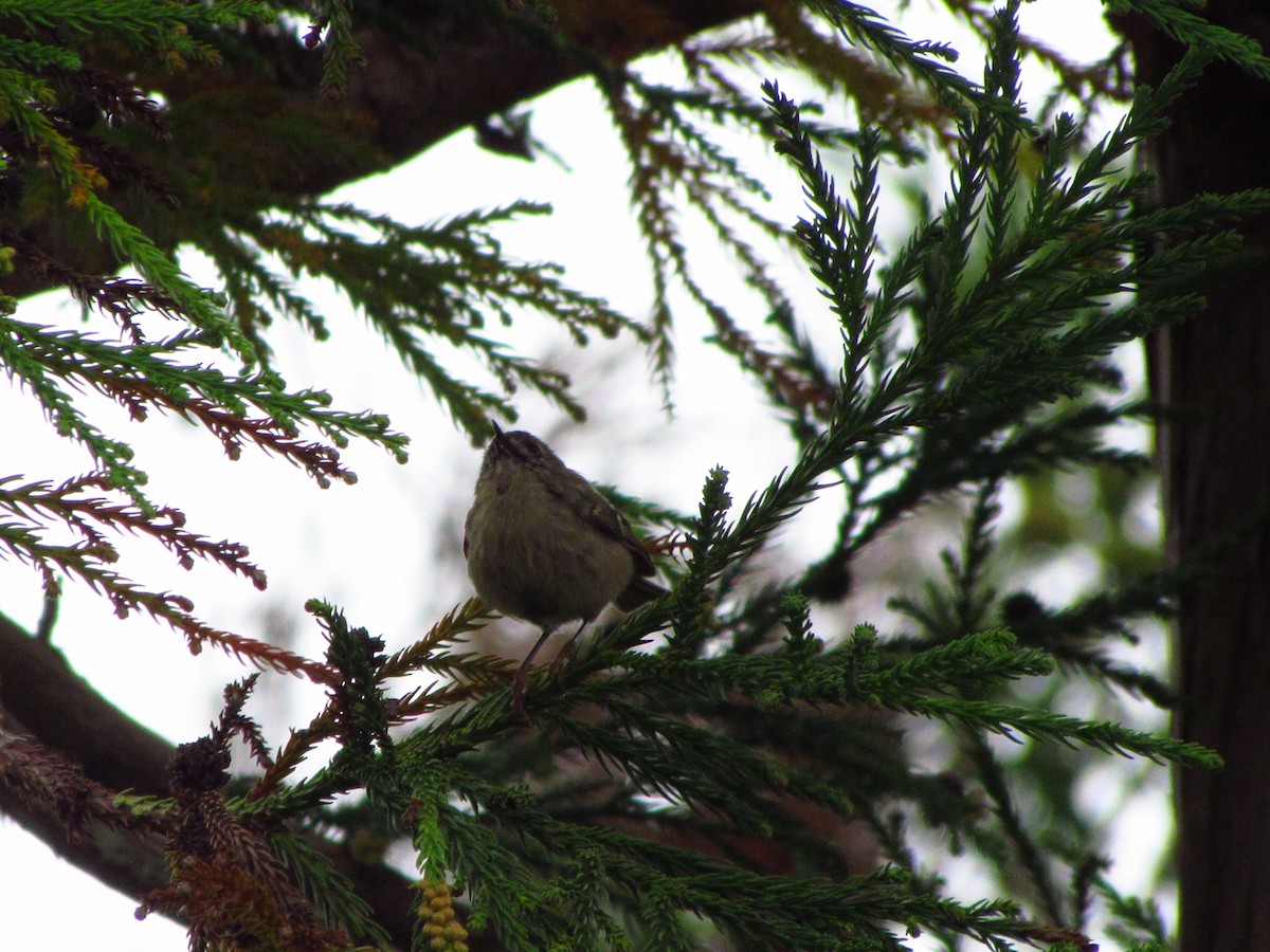 Goldcrest - ML646546703