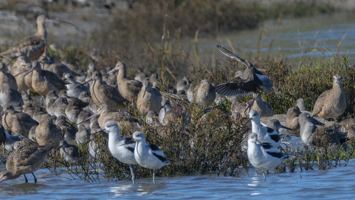 Short-billed/Long-billed Dowitcher - ML646546704