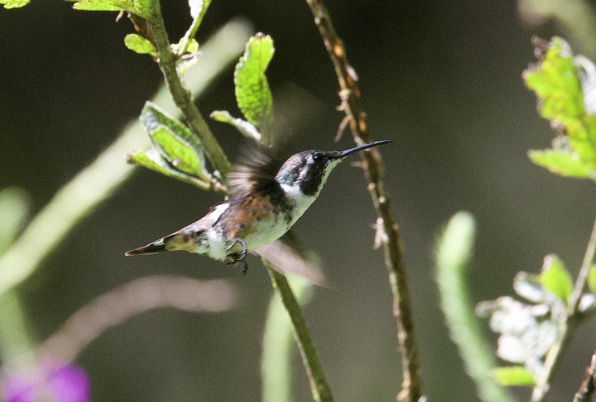 Ak Göbekli Ormanyıldızı - ML646546705
