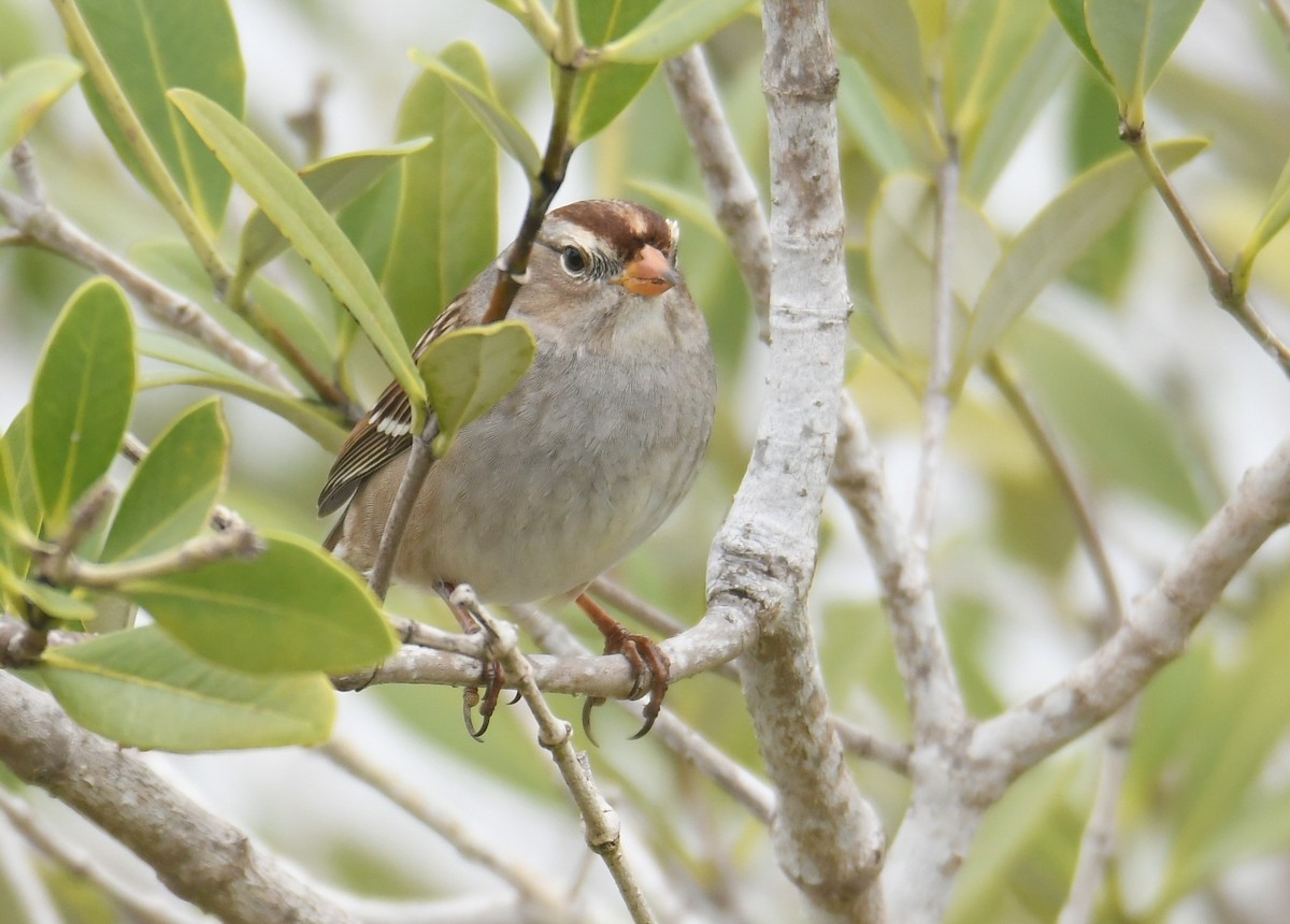 White-crowned Sparrow - ML646546706
