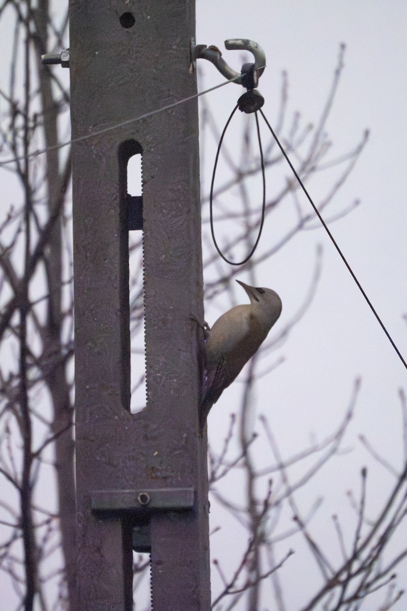 ヤマゲラ - ML646546707