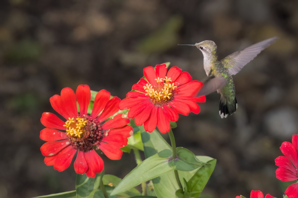 ノドアカハチドリ - ML646546712