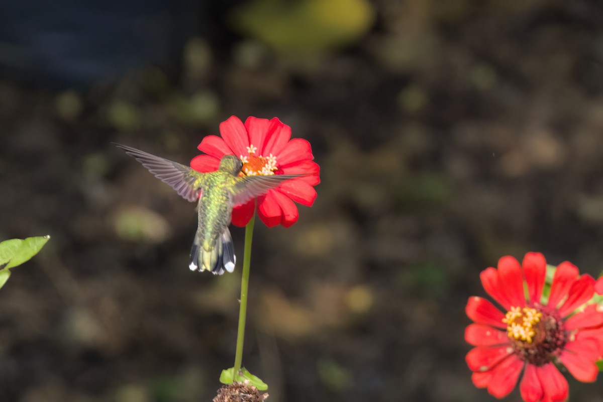 ノドアカハチドリ - ML646546713