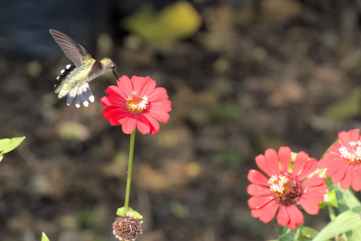 ノドアカハチドリ - ML646546714