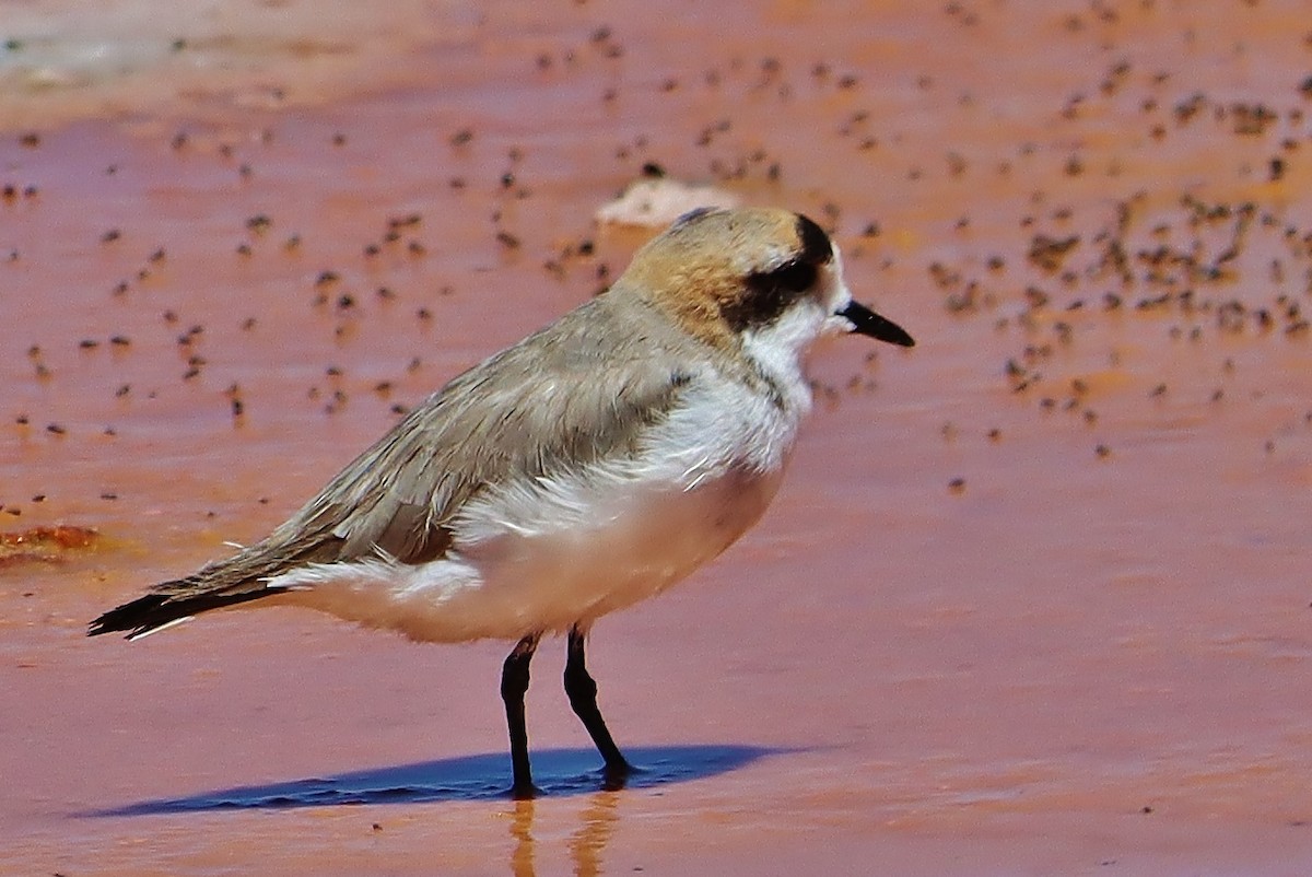 Степной зуёк - ML646546716