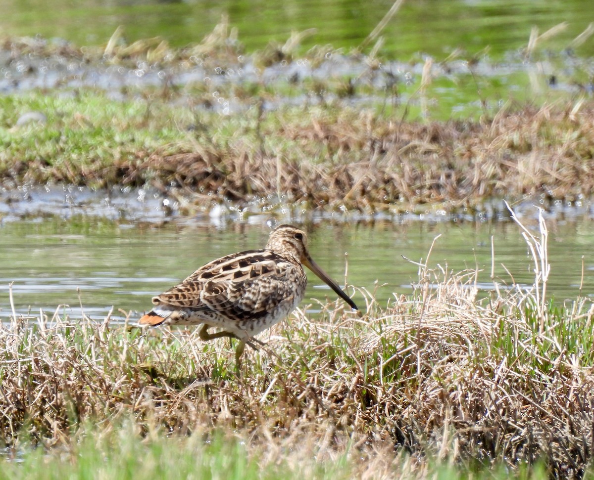 Latham's Snipe - ML646546717
