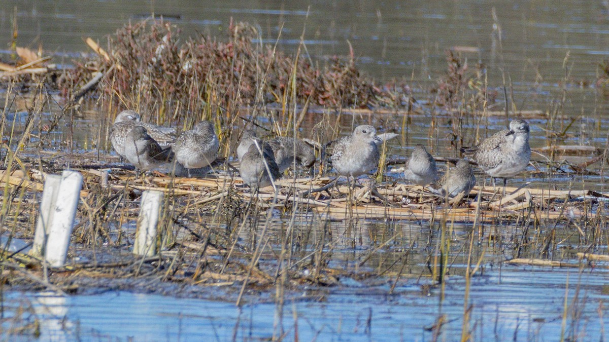 Short-billed/Long-billed Dowitcher - ML646546718