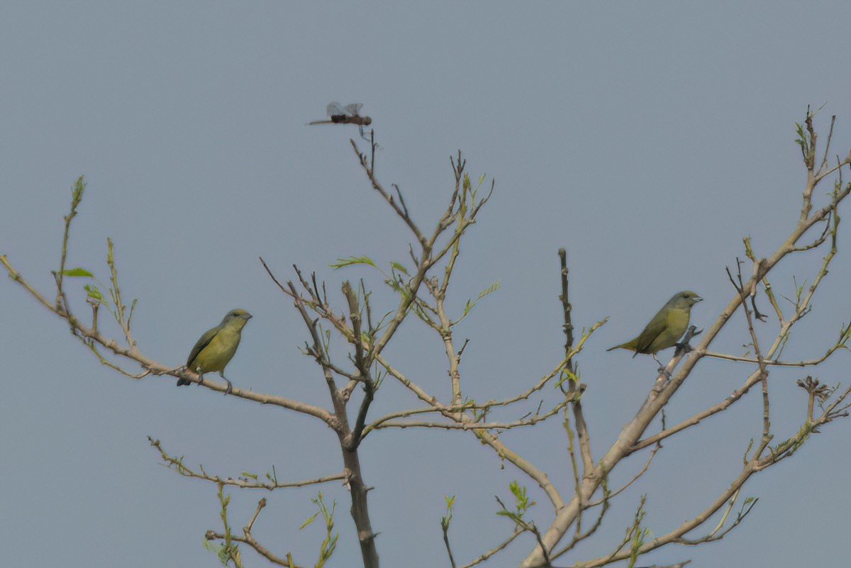 ヤブスミレフウキンチョウ - ML646546719